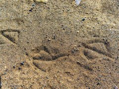 ��ɰ����γɵ����c�C��ɰ�C��ʲô�^(q��)�e��